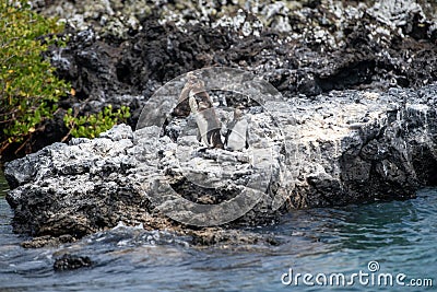 Penguins roost on the coast.Ecuado Stock Photo
